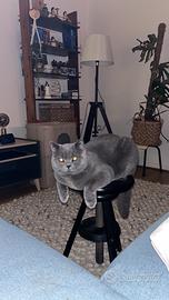 Disponibile per monta British Shorthair Blue