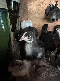 Galline ornamentali