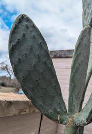 Pala fico d’India senza spine – talea Opuntia 