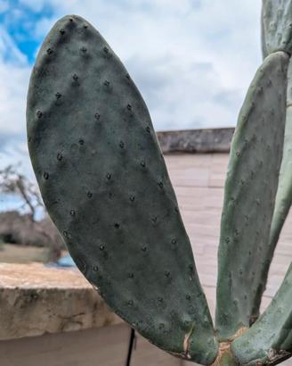 Pala fico d’India senza spine – talea Opuntia 