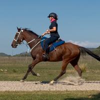 Cavallo arabo