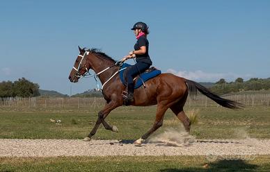 Cavallo arabo