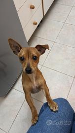Pinscher Nano