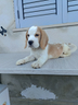 beagle