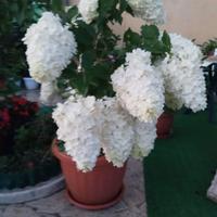 Fiori