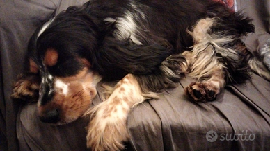 Cocker spaniel inglese Puro