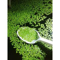 Lemna Minor (lenticchie galleggianti d’acqua)