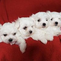 Cuccioli di maltese con pedigree