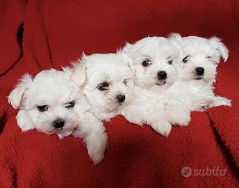 Cuccioli di maltese con pedigree