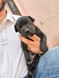 Cuccioli di American Pitbull ukc Black & Red nose