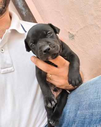 Cuccioli di American Pitbull ukc Black & Red nose