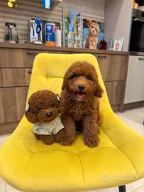 Splendidi cuccioli di Barboncino Toy Maschietto