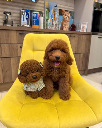 Splendidi cuccioli di Barboncino Toy Maschietto