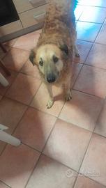 Cucciolo di 3 anni castrato