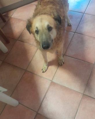 Cucciolo di 3 anni castrato