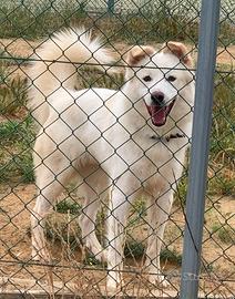 Athos tre anni dietro il recinto attende adozione