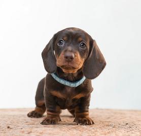 Bassotto STUPENDO Pedigree ENCI cioccolato focato