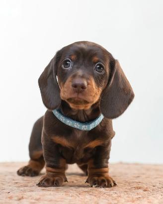 Bassotto STUPENDO Pedigree ENCI cioccolato focato