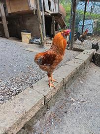 Gallo 50% Araucana