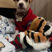 Cucciolo di cane