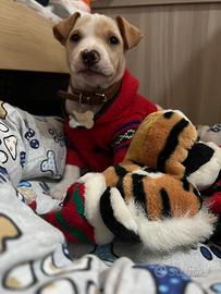 Cucciolo di cane
