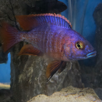 Ciclidi Aulonocara
