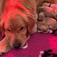Golden Retriever Americani