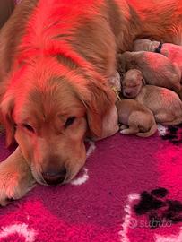 Golden Retriever Americani