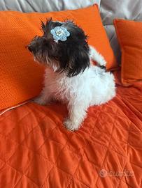 Yorkshire terrier biewer