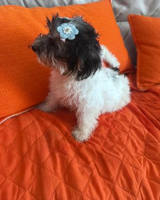 Yorkshire terrier biewer