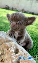 Chihuahua piccolissimo maschio pelo lungo lilac