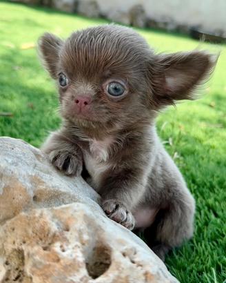 Chihuahua piccolissimo maschio pelo lungo lilac