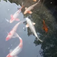 Carpe koi
