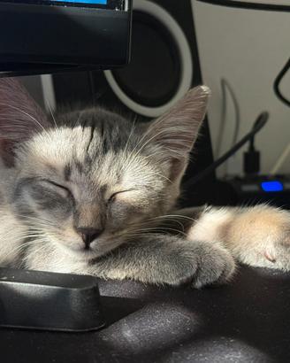 Gattina di 3 mesi - femmina