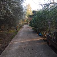 Terreno agricolo con magazzino agricolo
