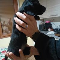 Cucciola bassotto tedesco