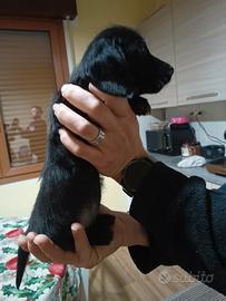 Cucciola bassotto tedesco