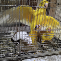 Pulli di parrocchetto dal collare