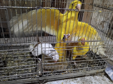 Pulli di parrocchetto dal collare