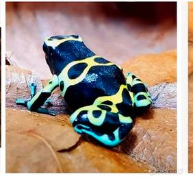 Rane dendrobates