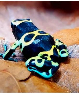 Rane dendrobates