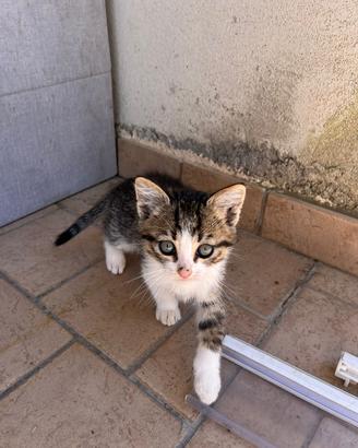 Un gattino da adottare