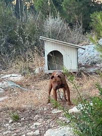 Pitbull Adba