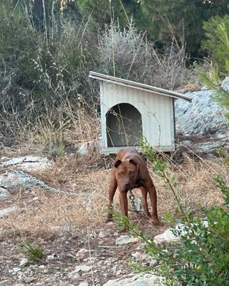 Pitbull Adba