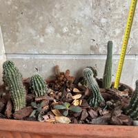 Composizione piante grasse