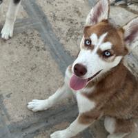 Cuccioli di husky