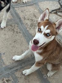 Cuccioli di husky