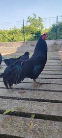 Gallo e gallina sumatra