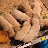 Cucciolo Golden Retriever