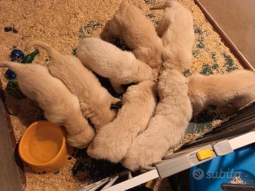 Cucciolo Golden Retriever